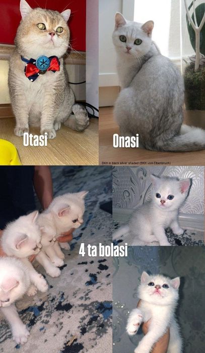 Британская короткошерстная кошка серебристого окраса.