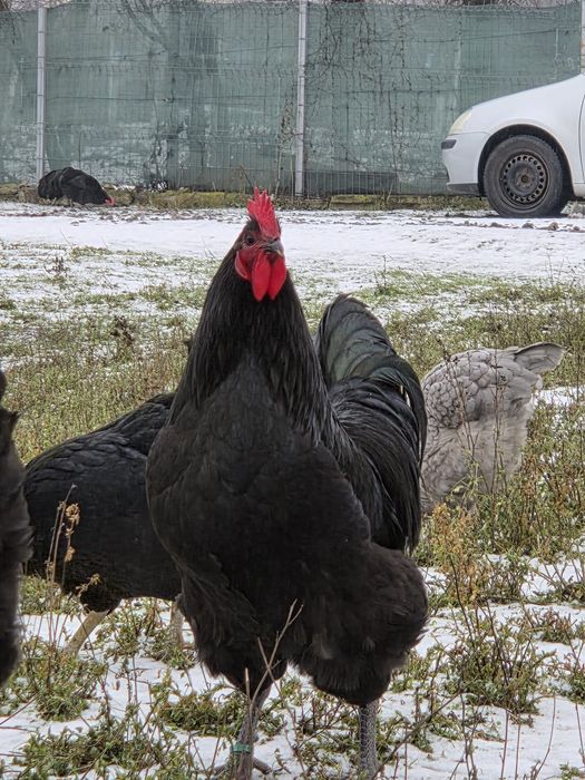 Vând  găini australorp.