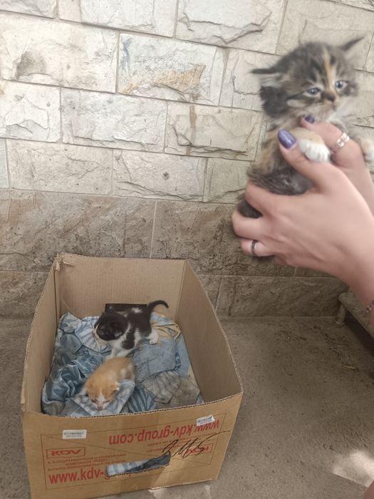 Животные котята пк
