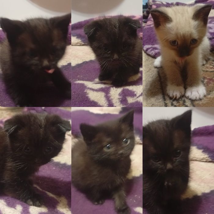 Котята шотландской кошки шоколадки и светленький , есть вислоухий