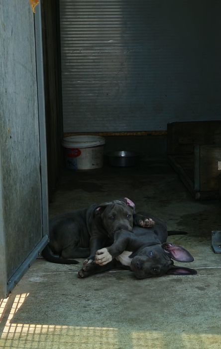 ТОП Американско були хл American bully xl ABKC