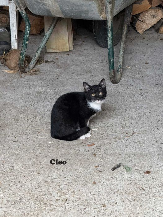 Donez pisica in Arges, Adoptie pisici Arges