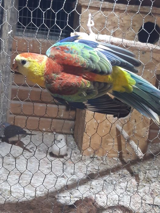 Продавам пойни папагали, финки и диамантени гугутки