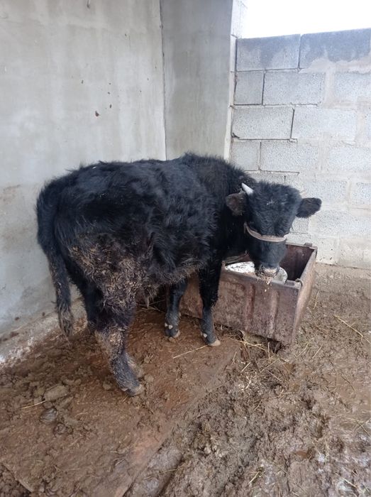 6 бас бука сатылады срочно