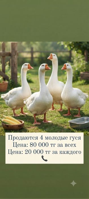Продаются 4 Гуся (Қаз сатылады)