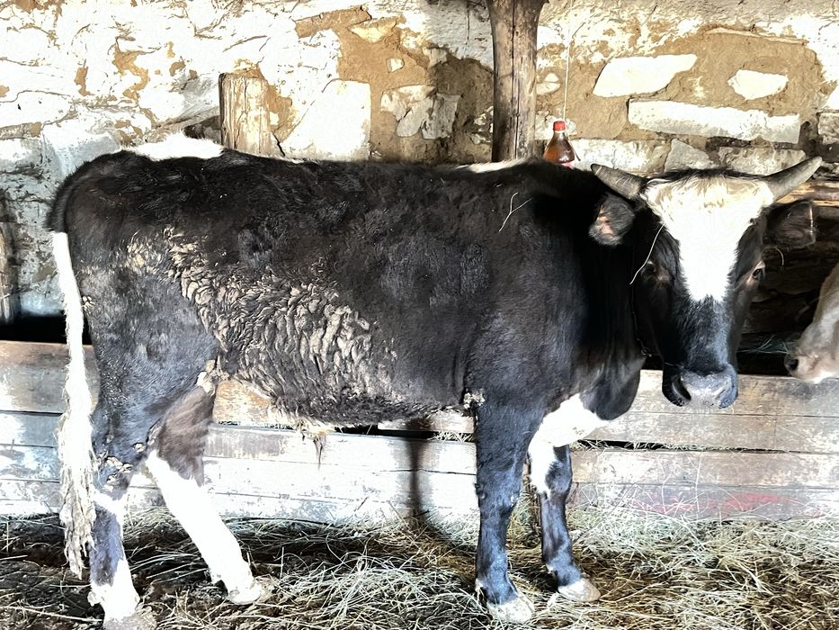 Продажа бычков 2 голов караганда