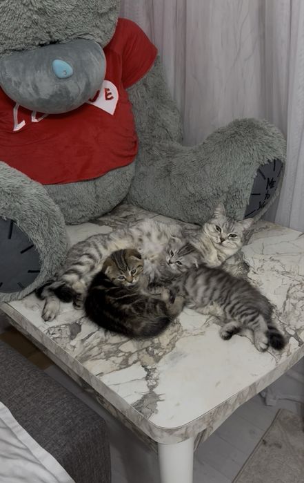 Шотландский котенок