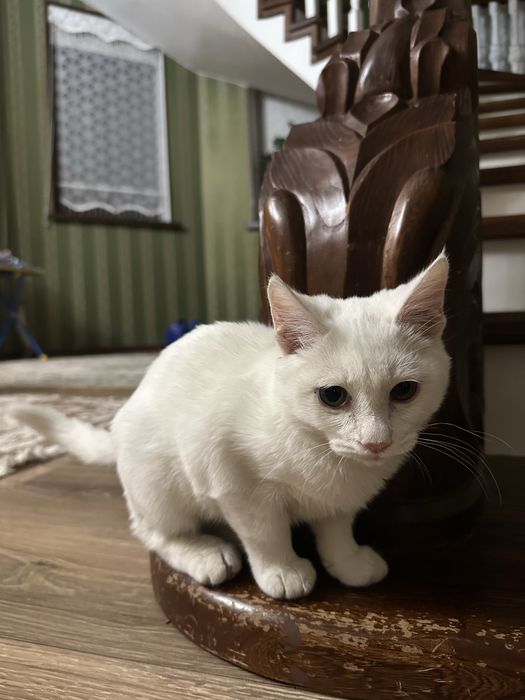 Котик в хорошие руки