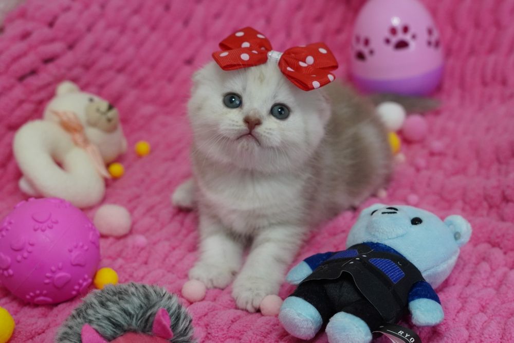 Британские котята.
