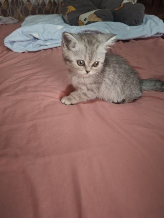 Shotland  Scottish Fold va scottish strayt  mushukcha sotiladi! Chir