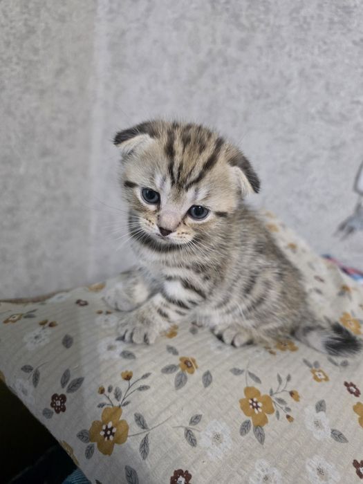 продам котенка  шотландский