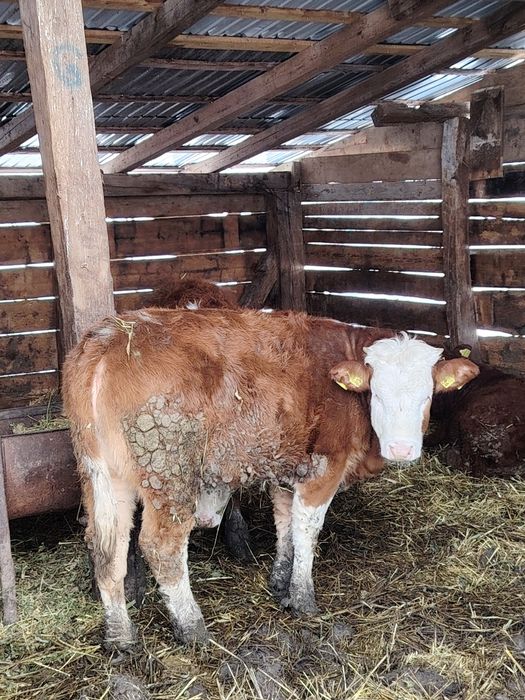 Vând viței bălțați și belgieni