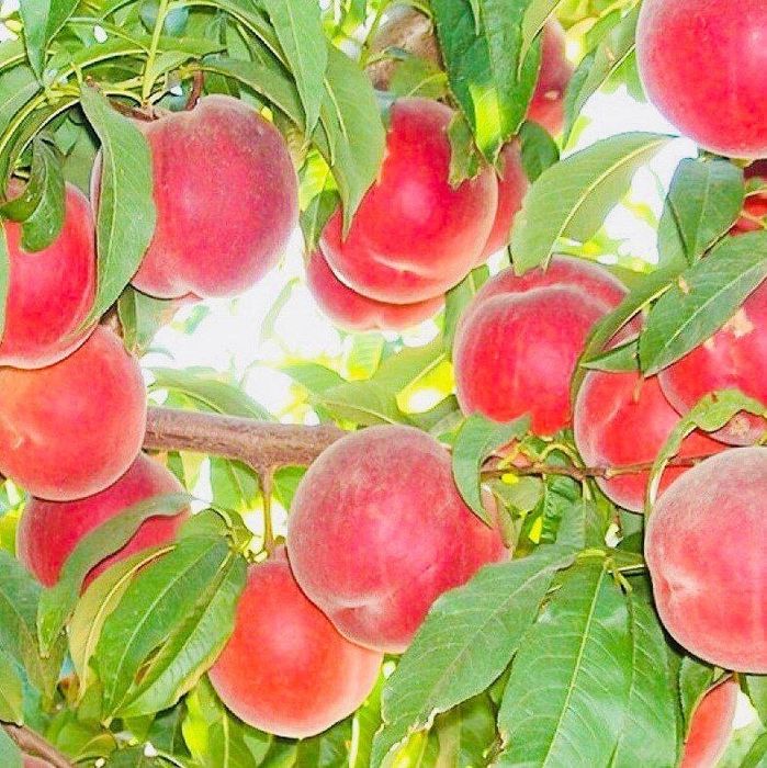 Саженцы деревья из дома