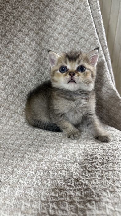 Котята британские Шиншиллы
