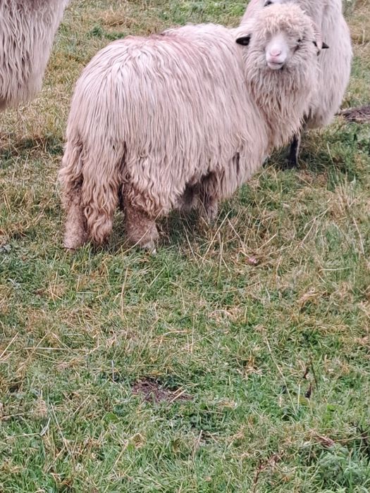 De vănzare 3 oi țurcane