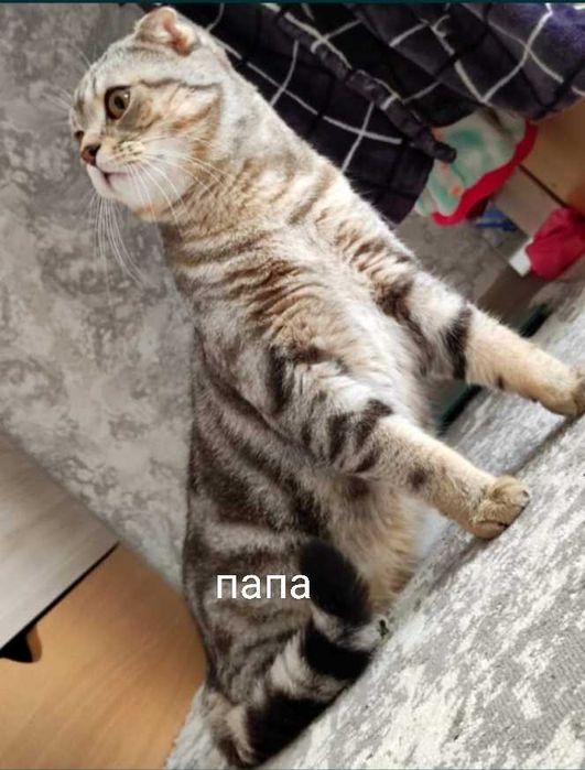 Котята породистые