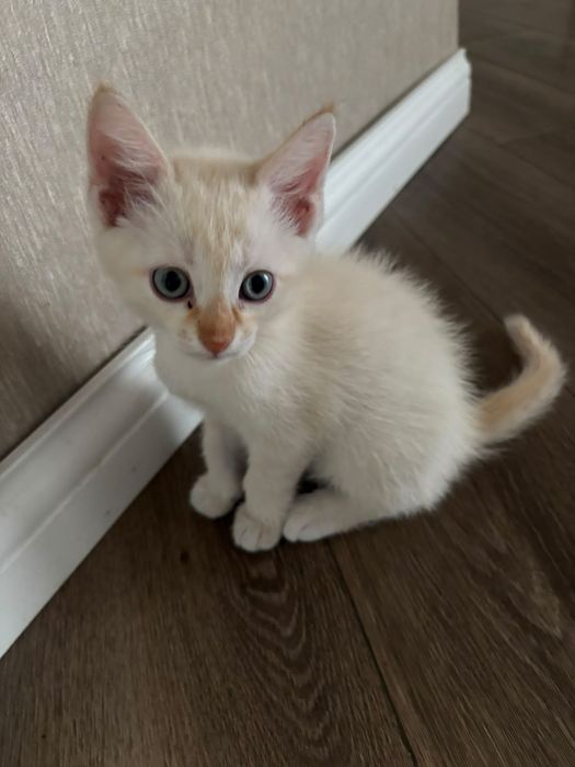 Котята ищут семью