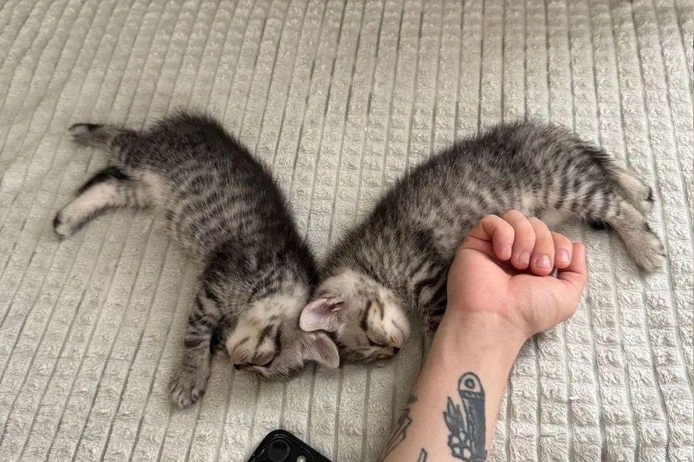 Котята мальчики и девочки, 1.5 мес цена 40тыс