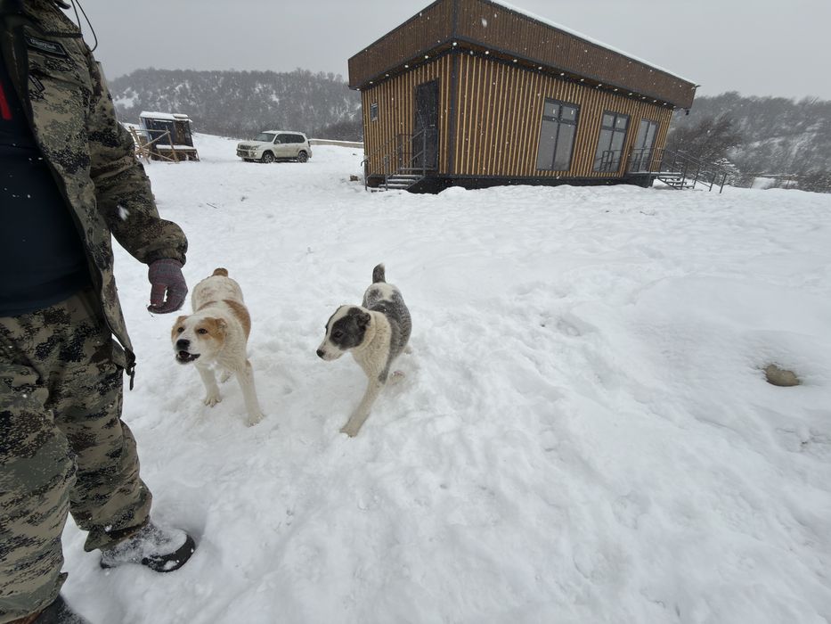 Продаются щенки! Тобет!