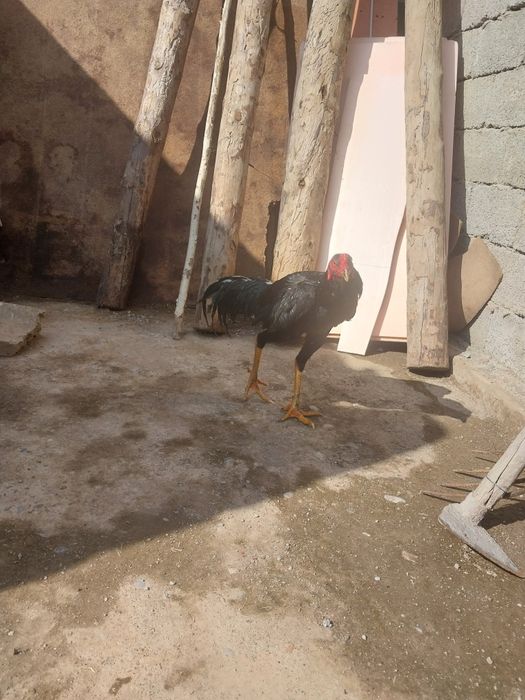 Срочно продам петух бойцовский