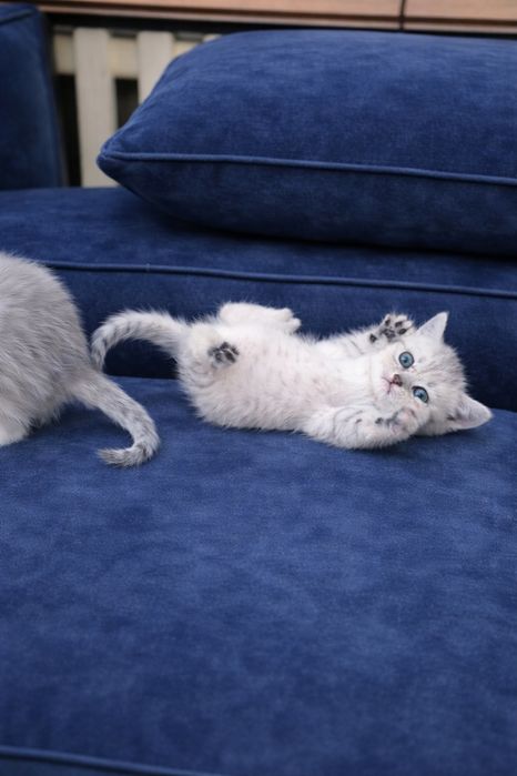 Котята серебро шиншилла