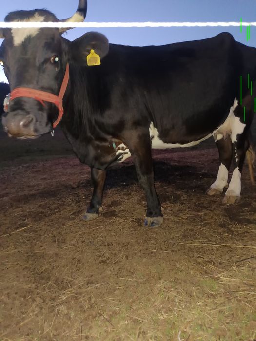 Vaca gestanta cu lapte