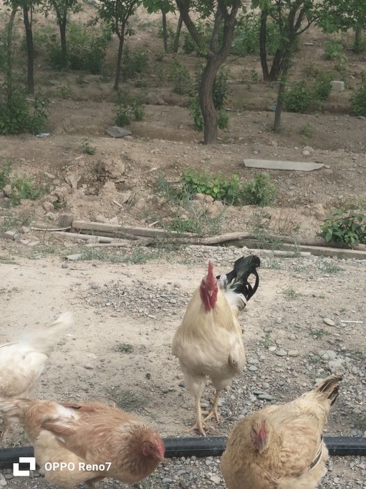 Қораз  сатылады.