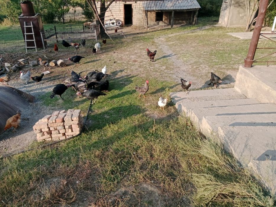 Тауықтар сатылады