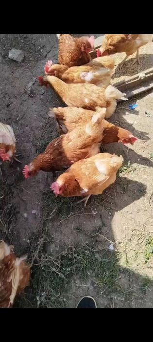 Куры несушки , продам