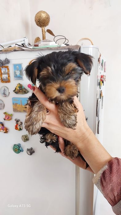 Продаётся йоркширский терьер (девочка)