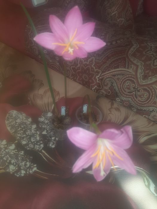 Зефирантес (выскочка)