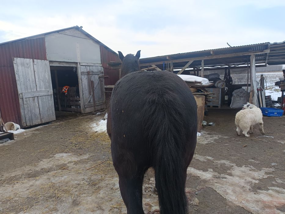 Vând o iapă de 9 ani