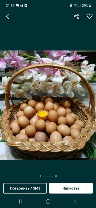 Damashni Tuxum Sotiladi.10+1