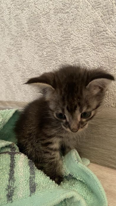 Котята 3 недельная