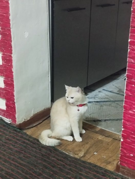 Продаётся кот породистый