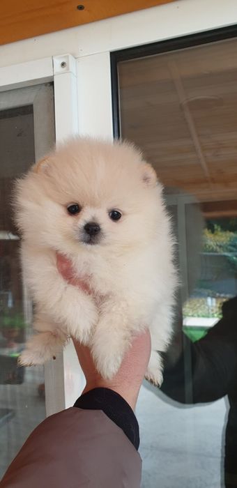 померан мини