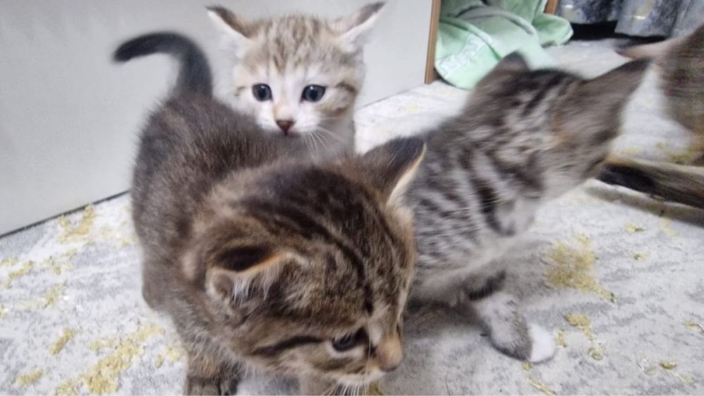 Отдам котят в хорошие руки!