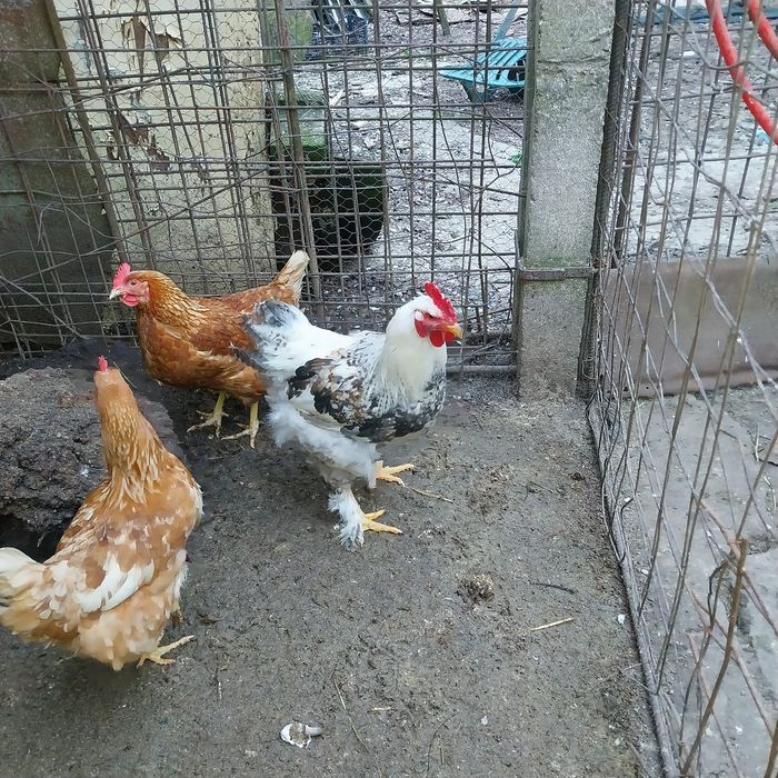 Vand cocoși încălțați și oua de puicute ouatoare