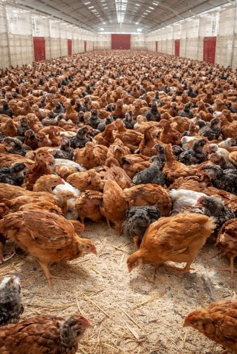 Fermă de puii vă oferă, înspre vânzare pui din prima serie