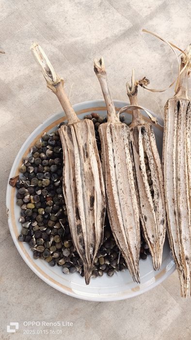 Продам семена бамии