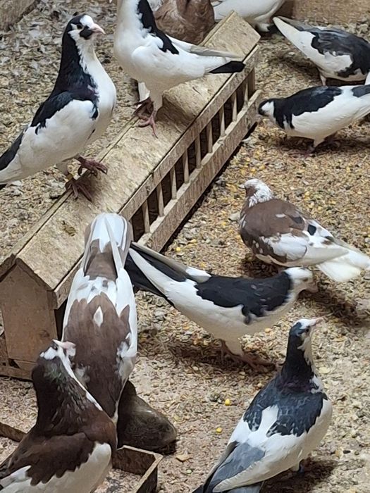 Пазарджишки гълаби