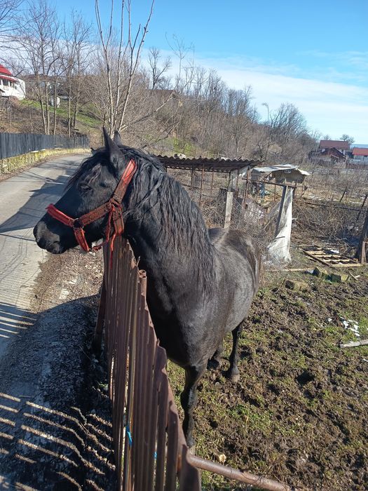 Vând mânz ,2 ani ,metis frizian și lipițan
