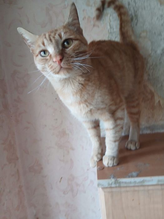 Котик Рыжик  ищет дом