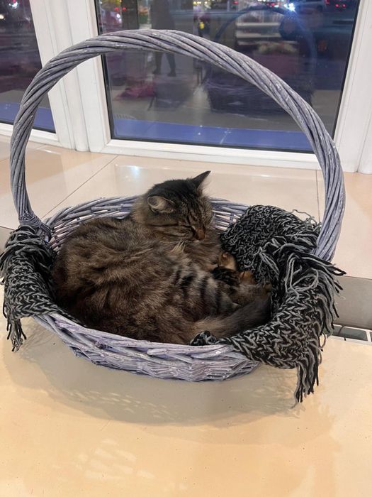 Внимание пропала кошка