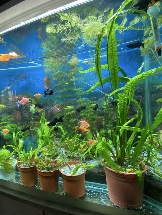 Аквариумные растения для вашего аквариума
