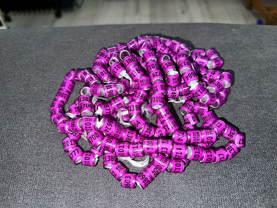 Inele porumbei 2026!