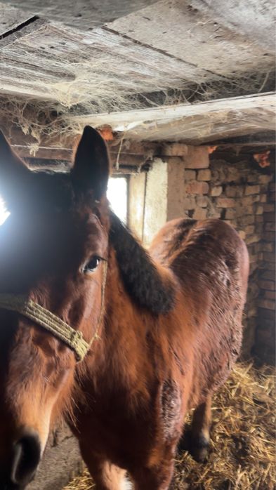 Schimb cu cal de căruța