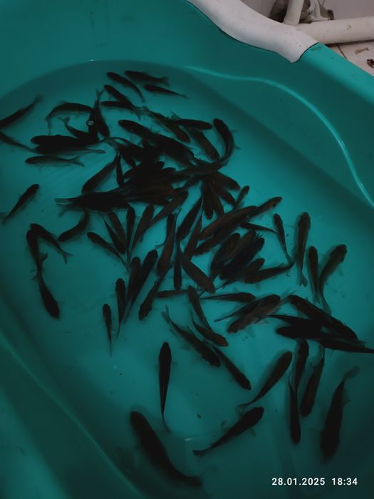 Живец,карась для рыбалок