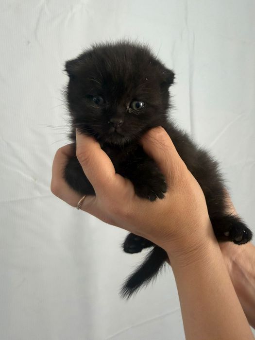 Продам шотландского котенка