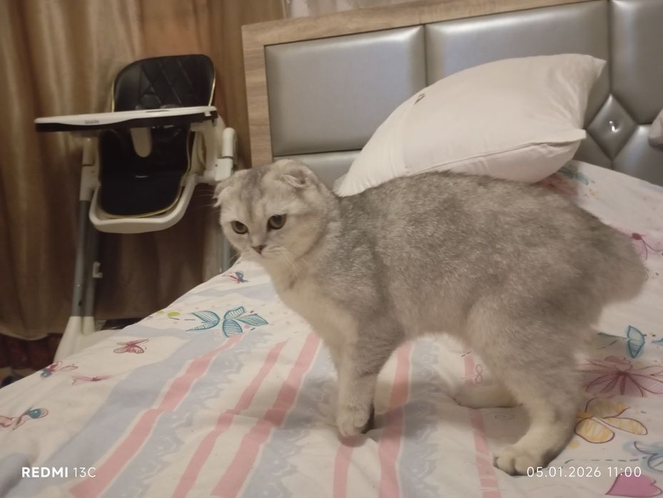 Зотли мушук. Породистая кошка